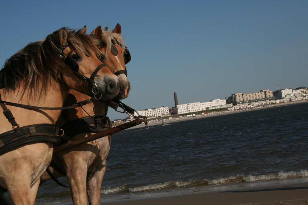 hinten am strand