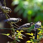 Hinten anstellen ... Parus major - Kohlmeise + Kinder