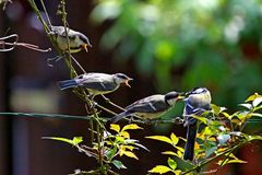 Hinten anstellen ... Parus major - Kohlmeise + Kinder