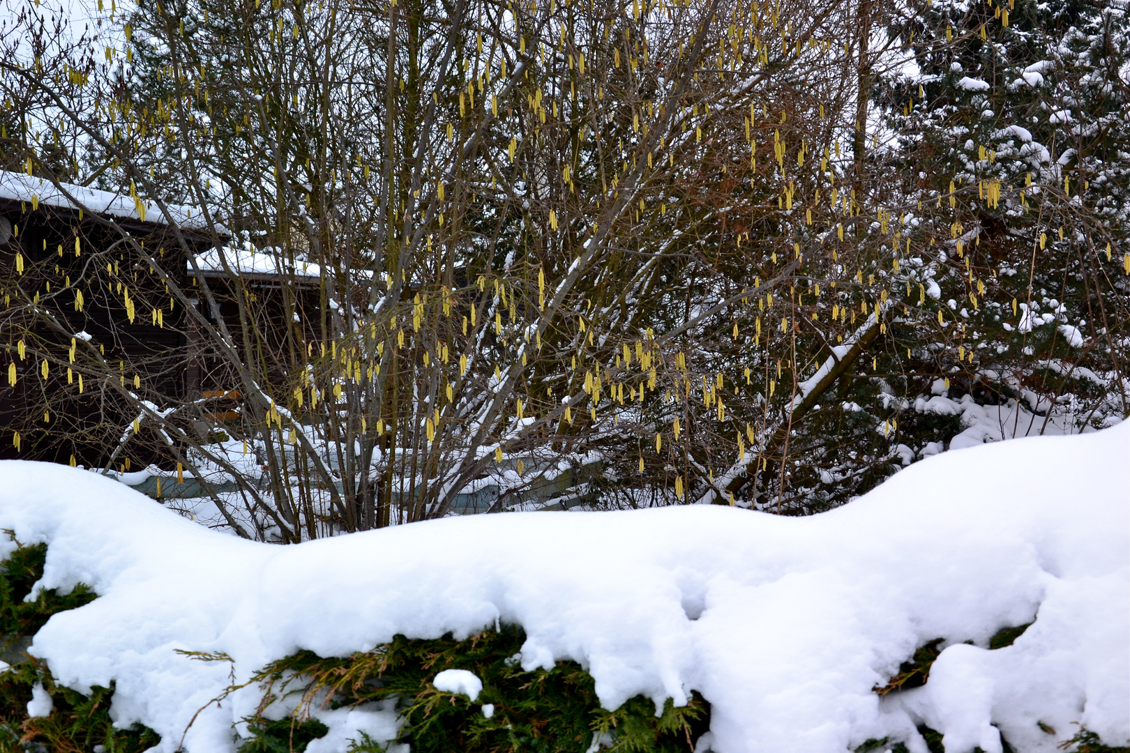 Hinten Frühling, vorne Winter…