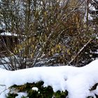 Hinten Frühling, vorne Winter…