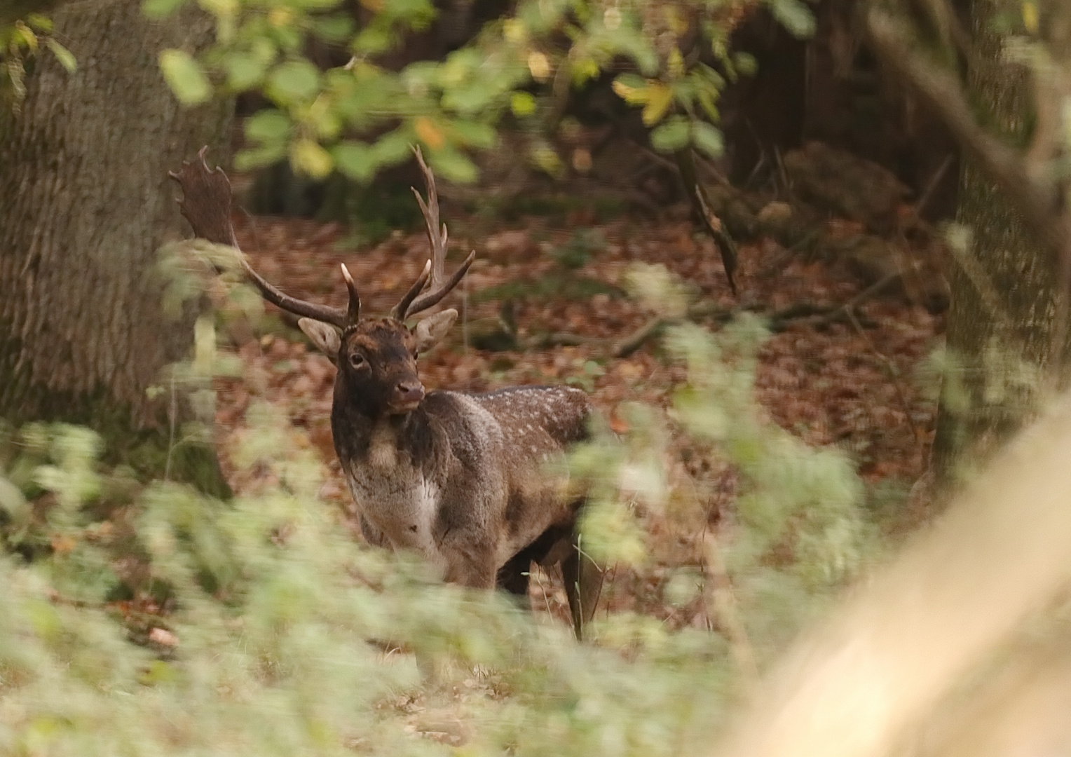 Hinter Blättern