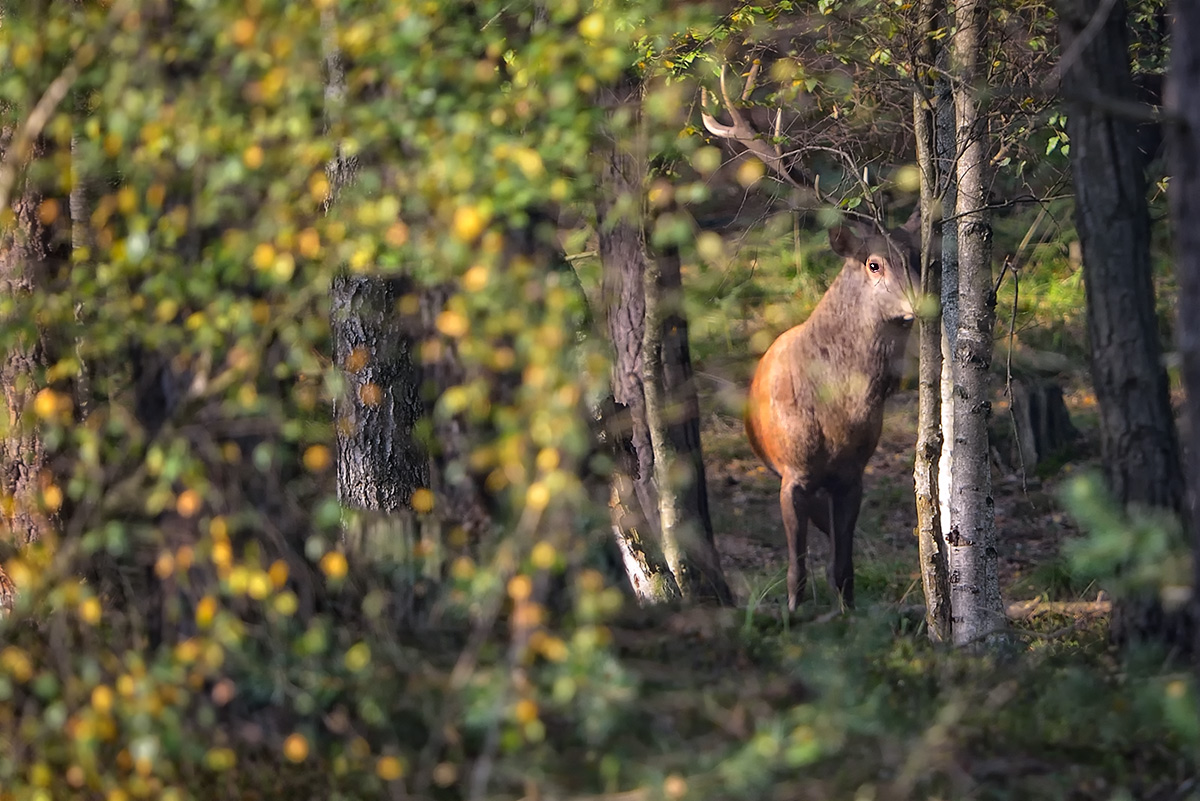 Hinter Blättern