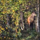 Hinter Blättern