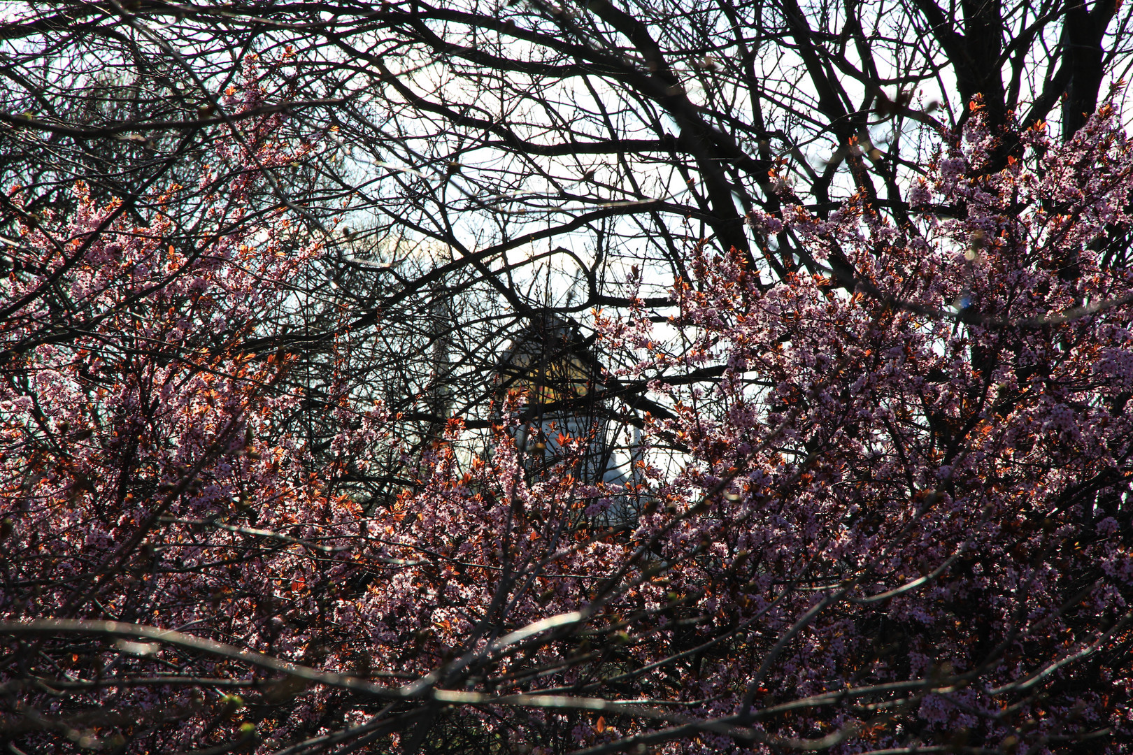 Hinter Blüten versteckt