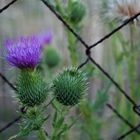 Hinter bzw. vor Gittern