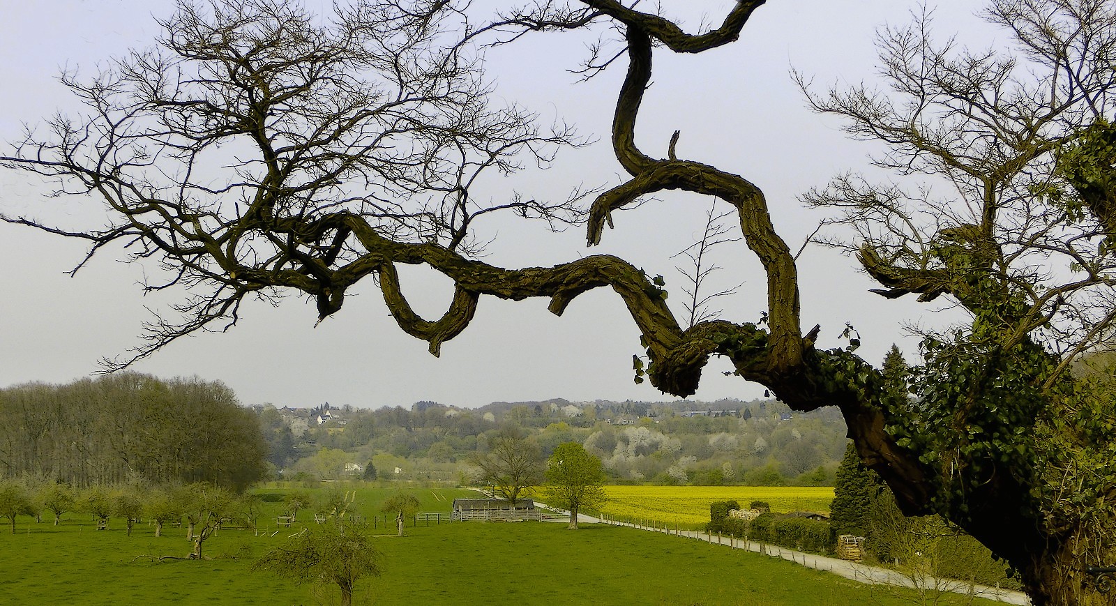 Hinter dem alten Baum eine junge Landschaft