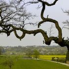 Hinter dem alten Baum eine junge Landschaft