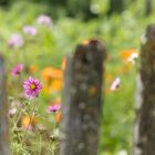 hinter dem alten Gartenzaun