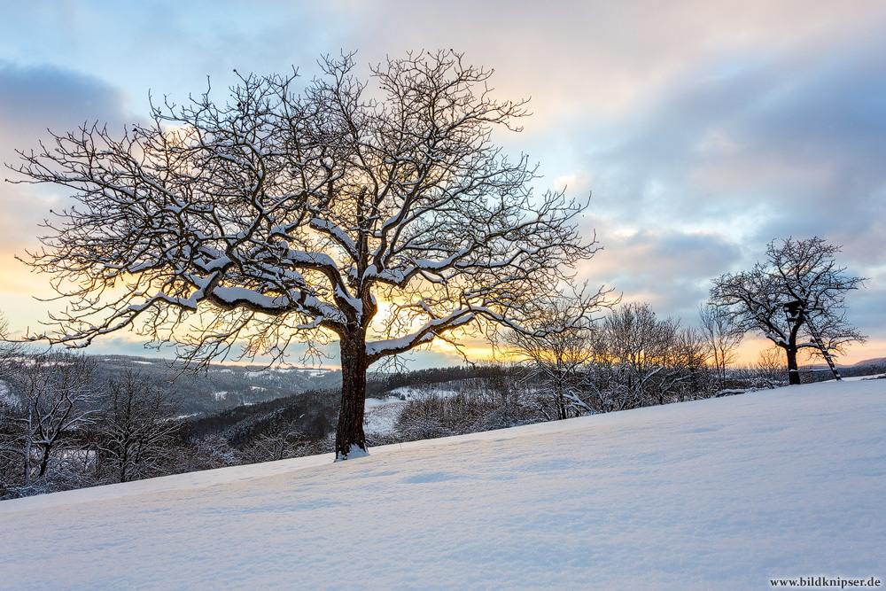 Hinter dem Baum...