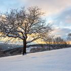 Hinter dem Baum...