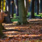 Hinter dem Baum