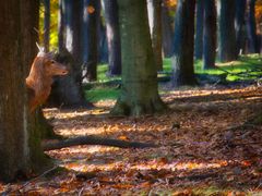 Hinter dem Baum