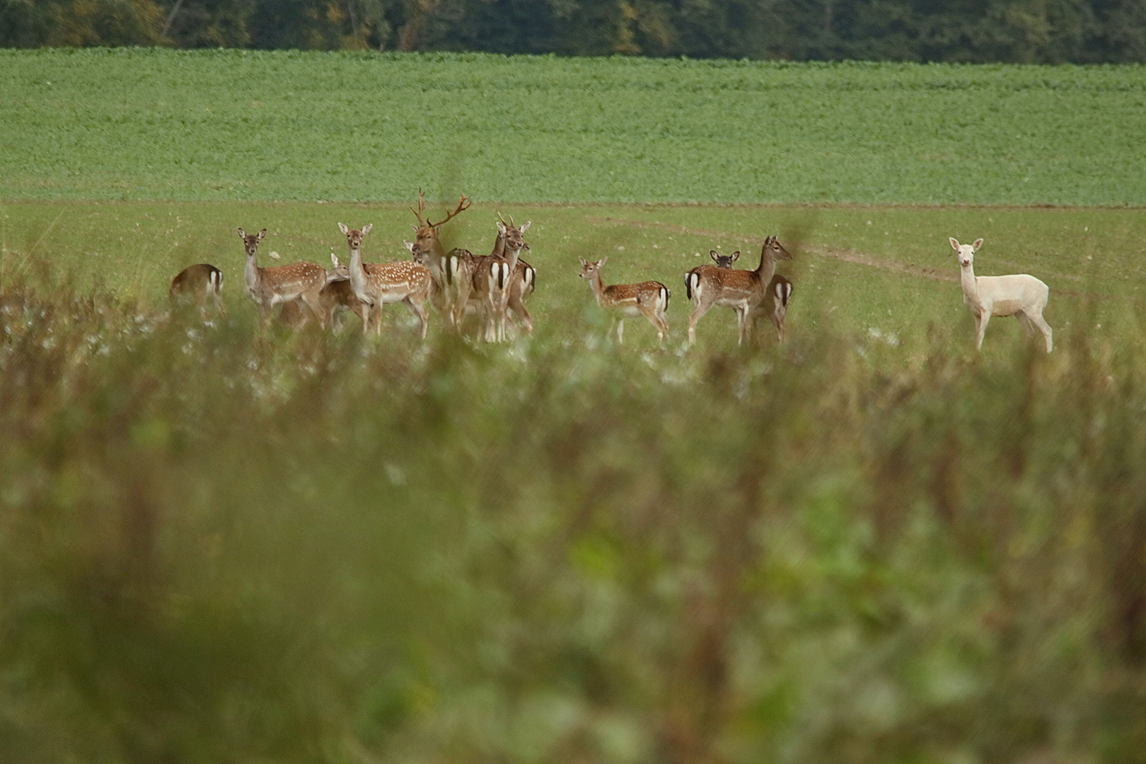 Hinter dem Blühstreifen