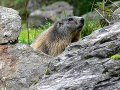 Hinter dem Felsen murmelt ein Tier