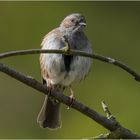 hinter dem gebogenen Vogelbeerzweig  .....