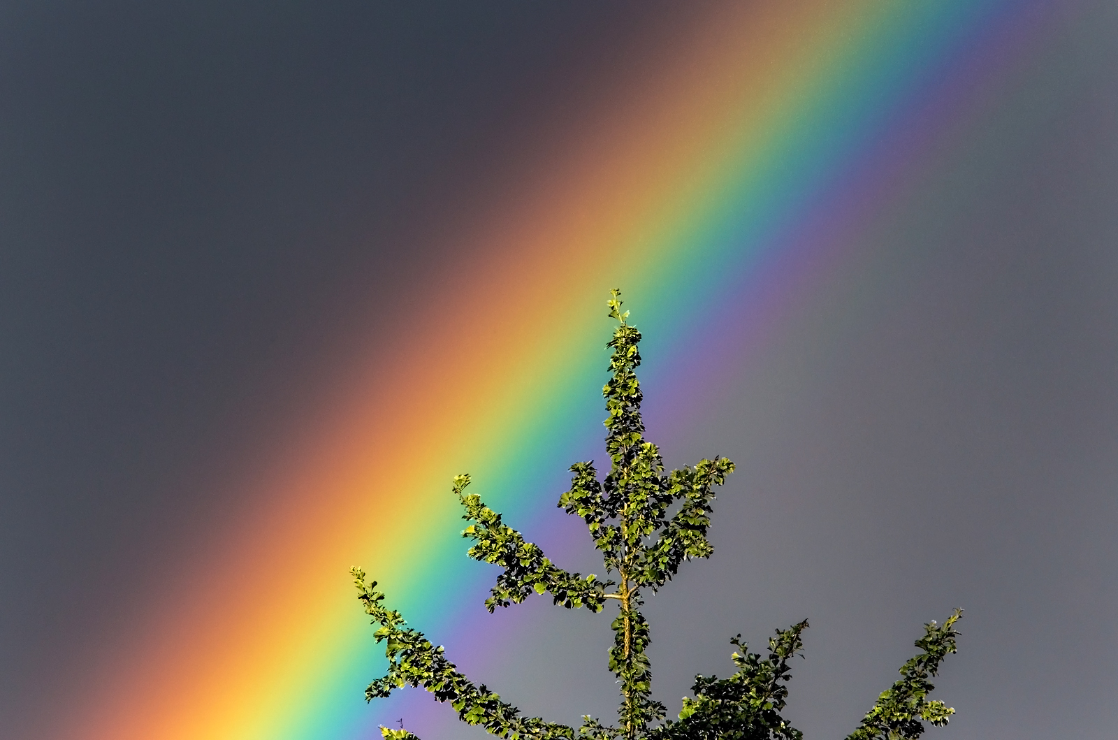 Hinter dem Ginko