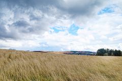 Hinter dem Gräsermeer