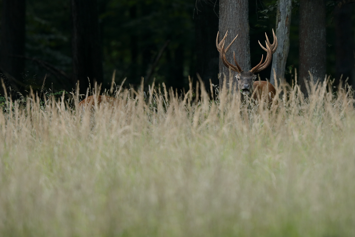 Hinter dem Gras