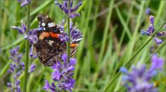 Hinter dem Lavendel ...