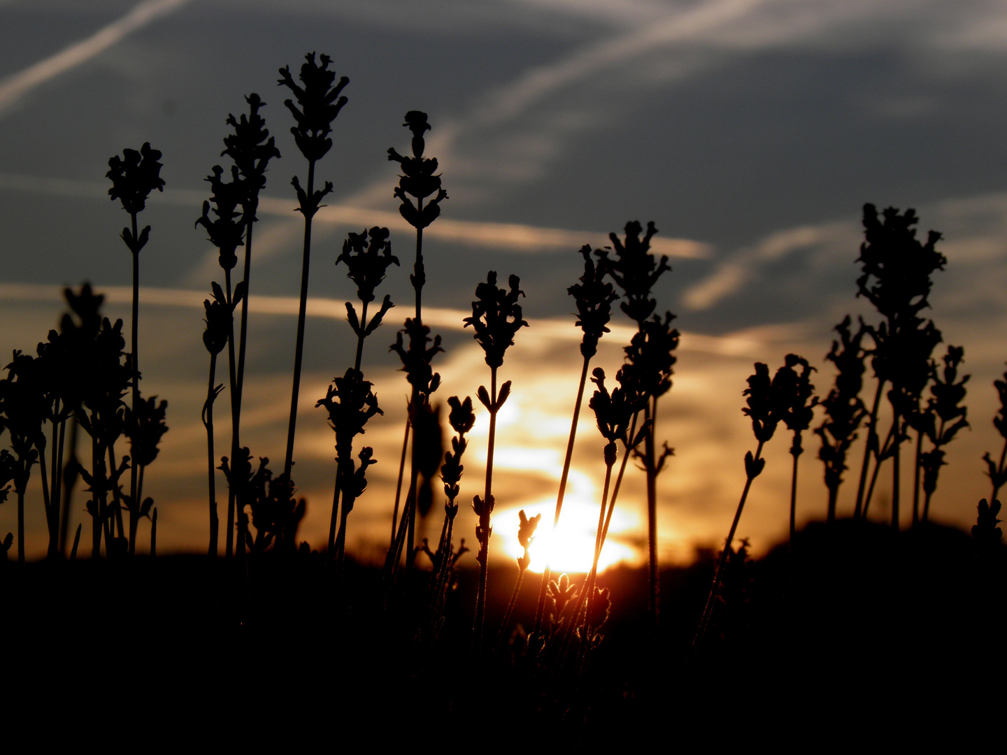 hinter dem Lavendel