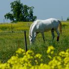 Hinter dem Rapsfeld