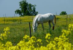 Hinter dem Rapsfeld