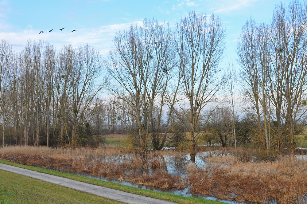 Hinter dem Rheindeich: Druckwasser-Schönheiten 03