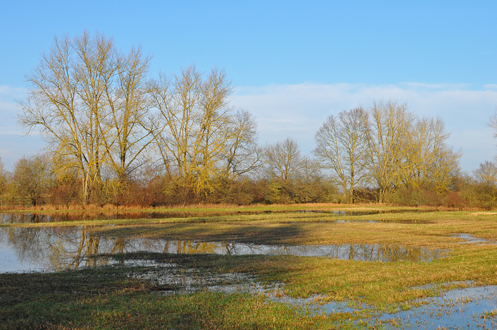 Hinter dem Rheindeich: Druckwasser-Schönheiten 04