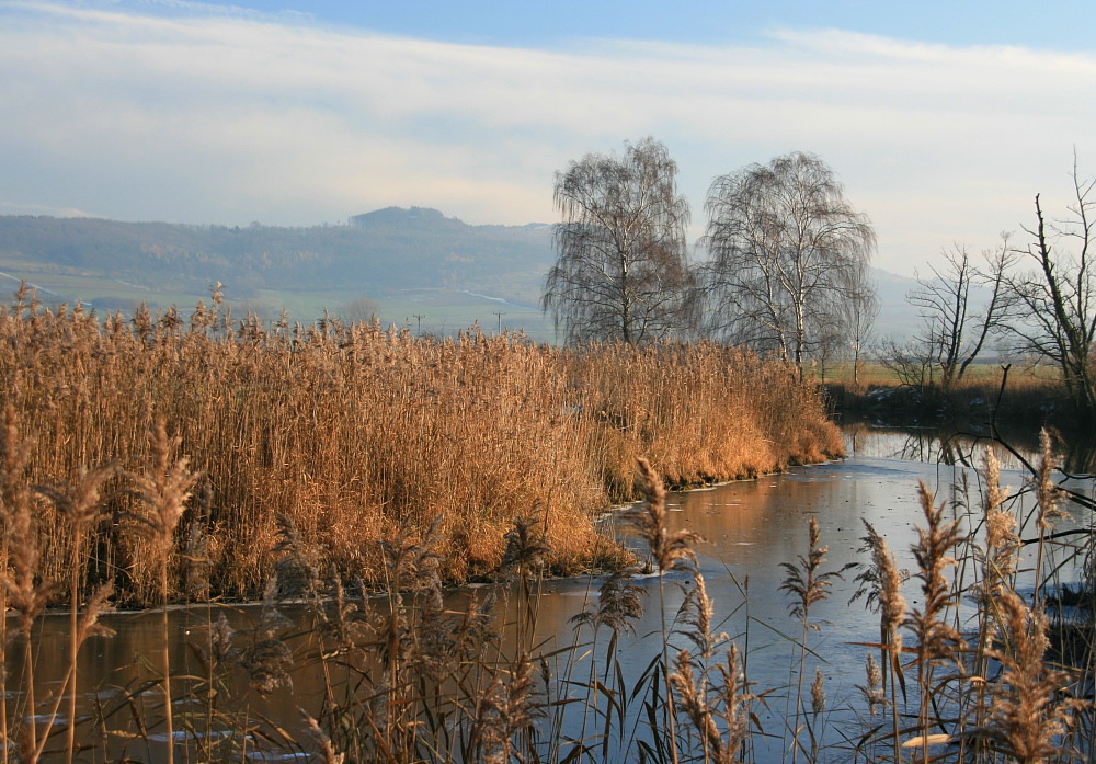 Hinter dem Schilf ...