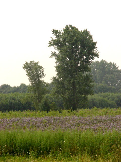 Hinter dem Wäldchen