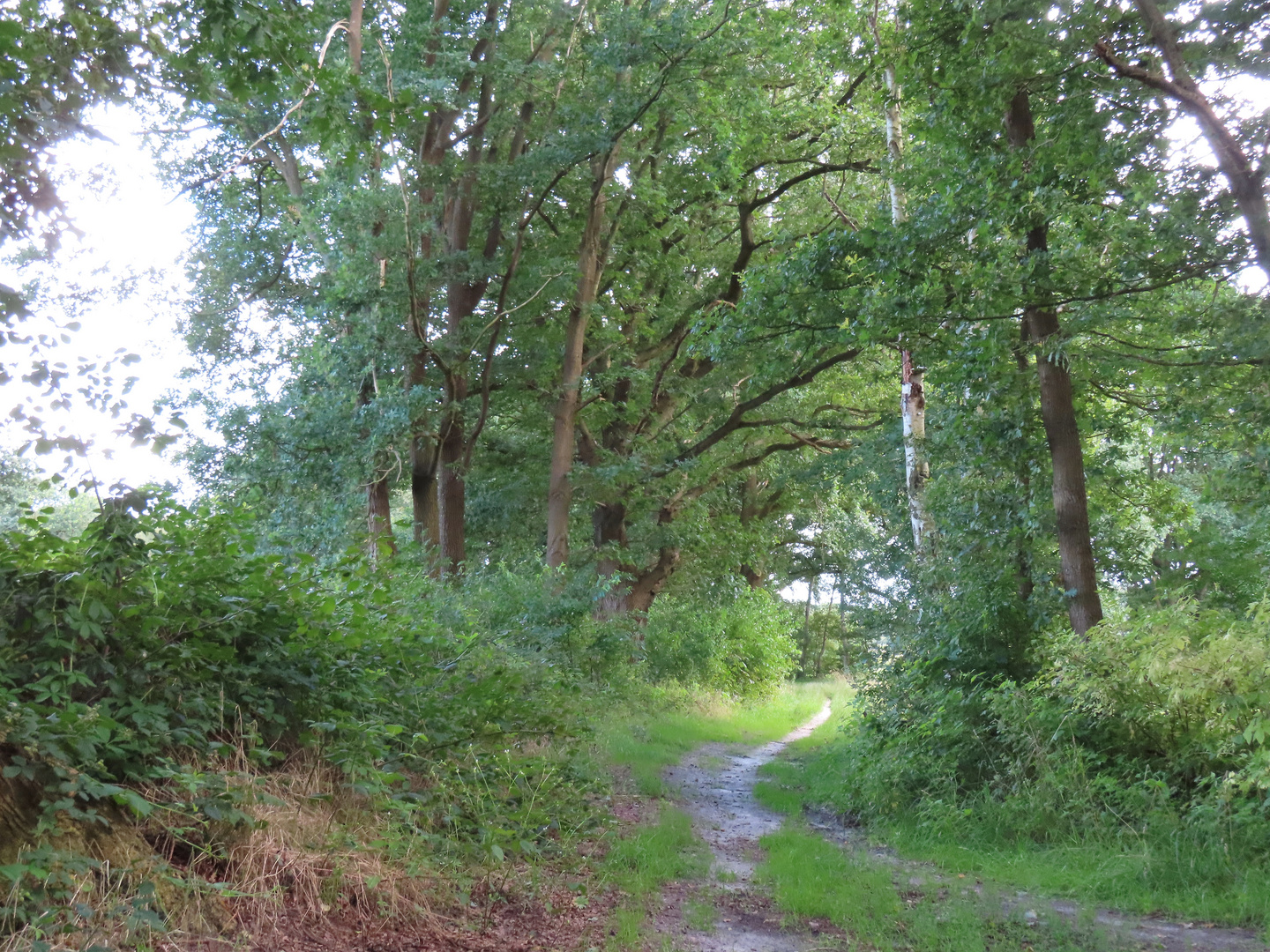 Hinter dem Wald in Hechthausen ...