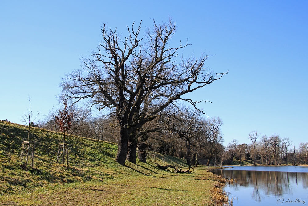 Hinter dem Wörlitzer Park