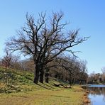 Hinter dem Wörlitzer Park