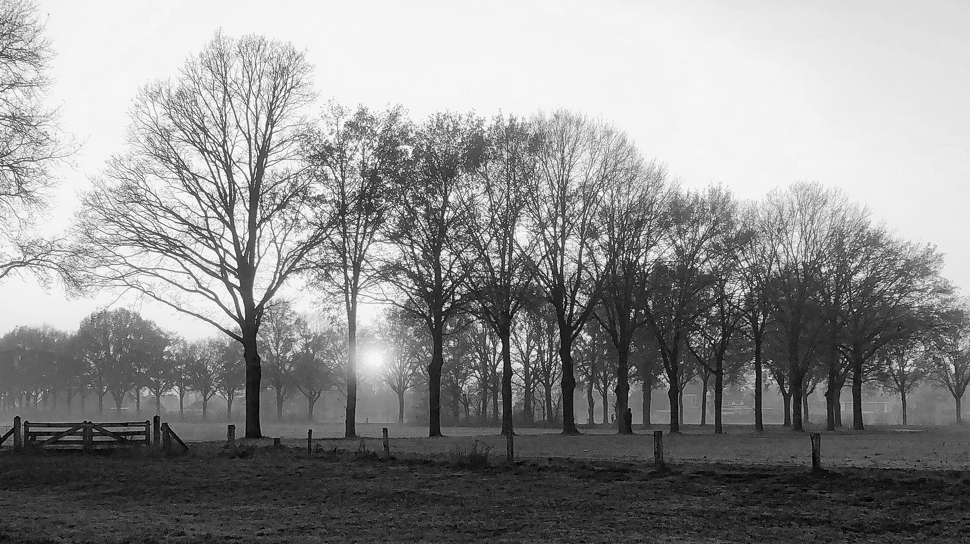 Hinter den Bäumen versteckt sie sich (Oude IJsselstreek 2020.12.09)