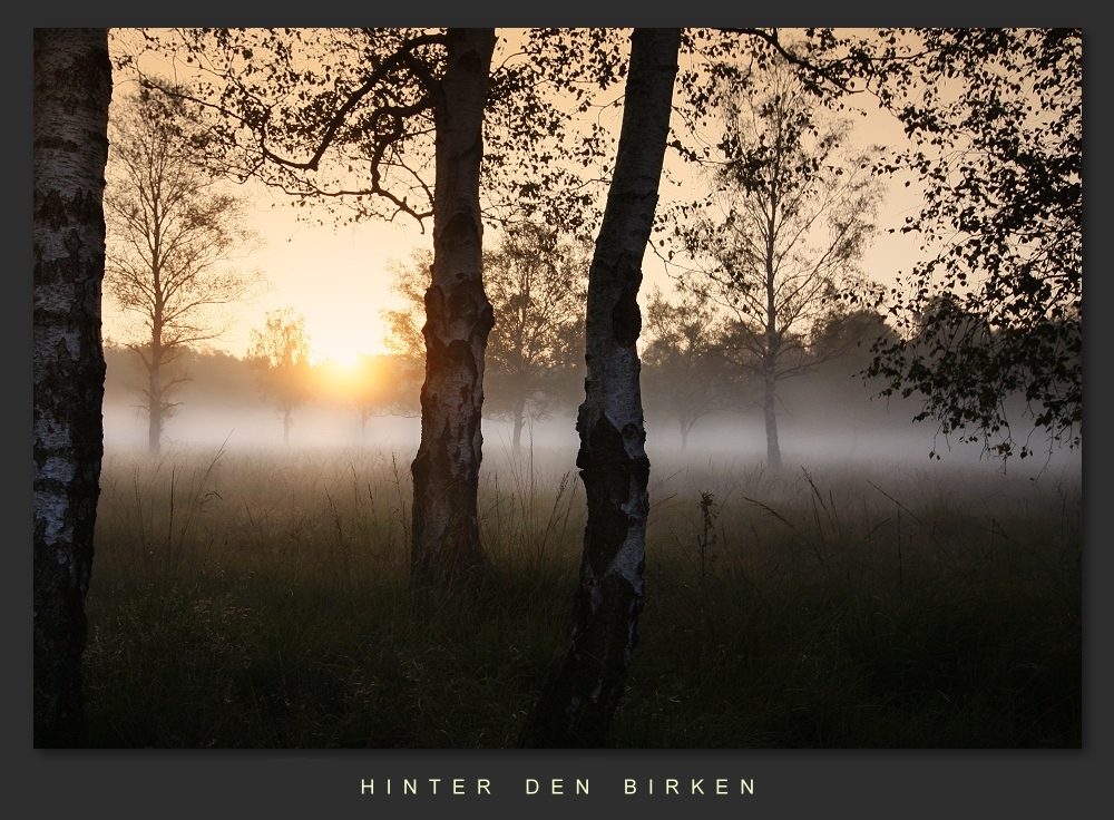 Hinter den Birken