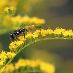 hinter den Blüten ... 