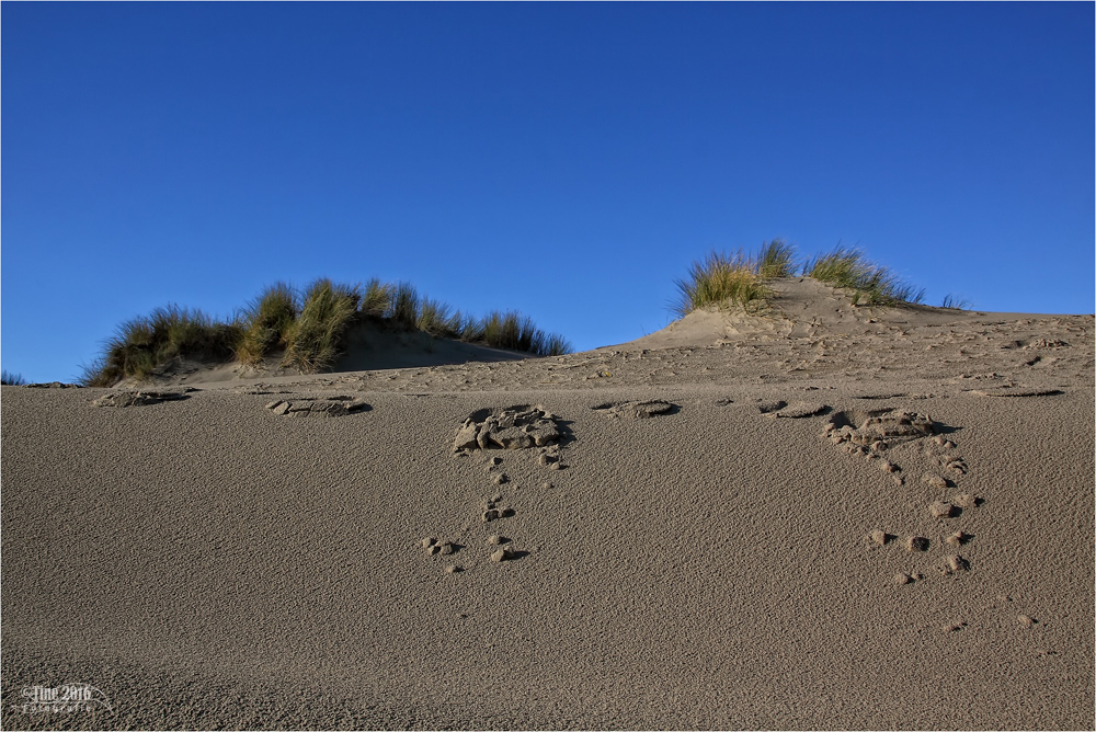 hinter den Dünen