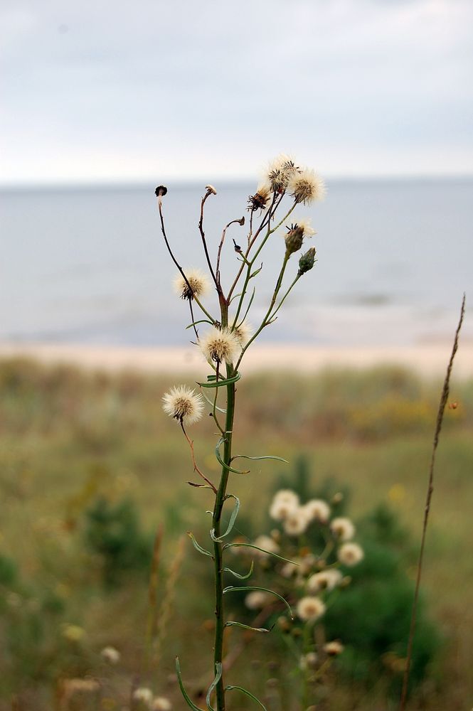 hinter den Dünen ...