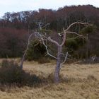 hinter den Dünen.....