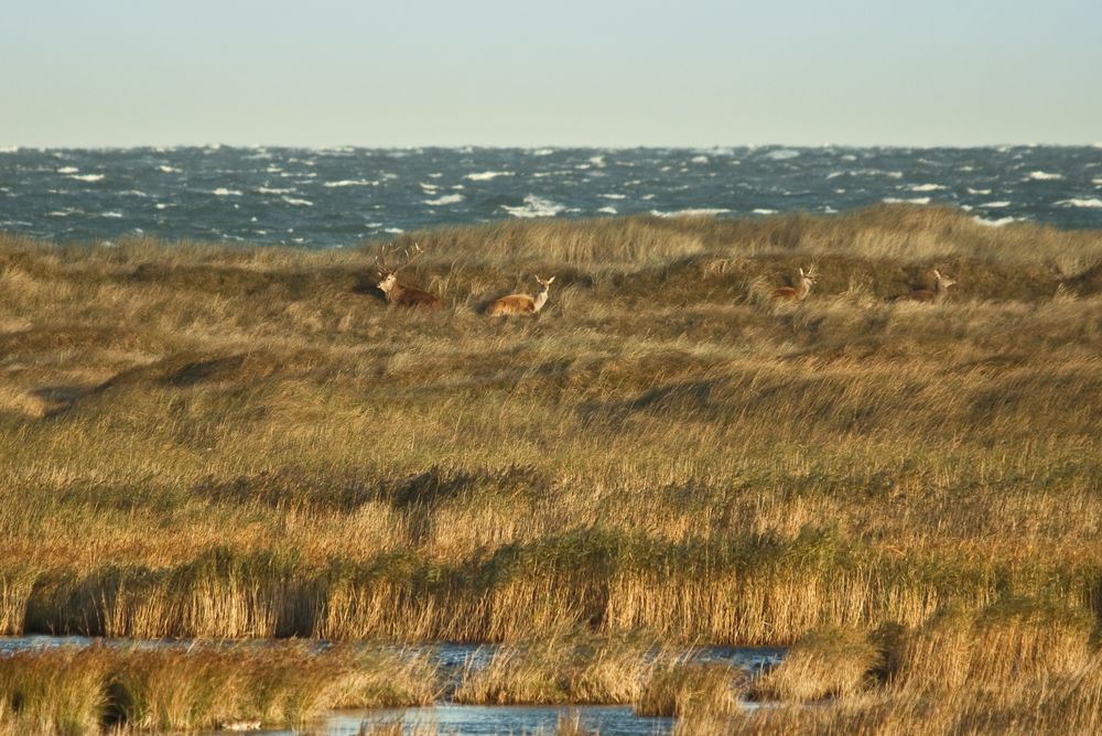 hinter den Dünen am Meer