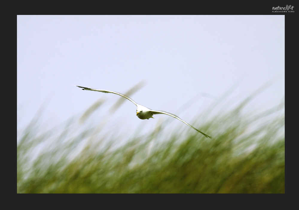 - hinter den Dünen -