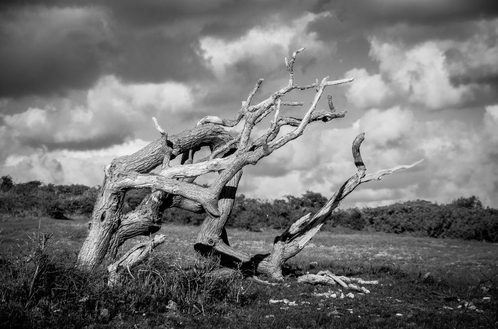 hinter den Dünen