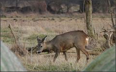 Hinter den Heuballen (1)