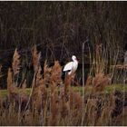 Hinter den Stielblütengräsern (Miscanthus)