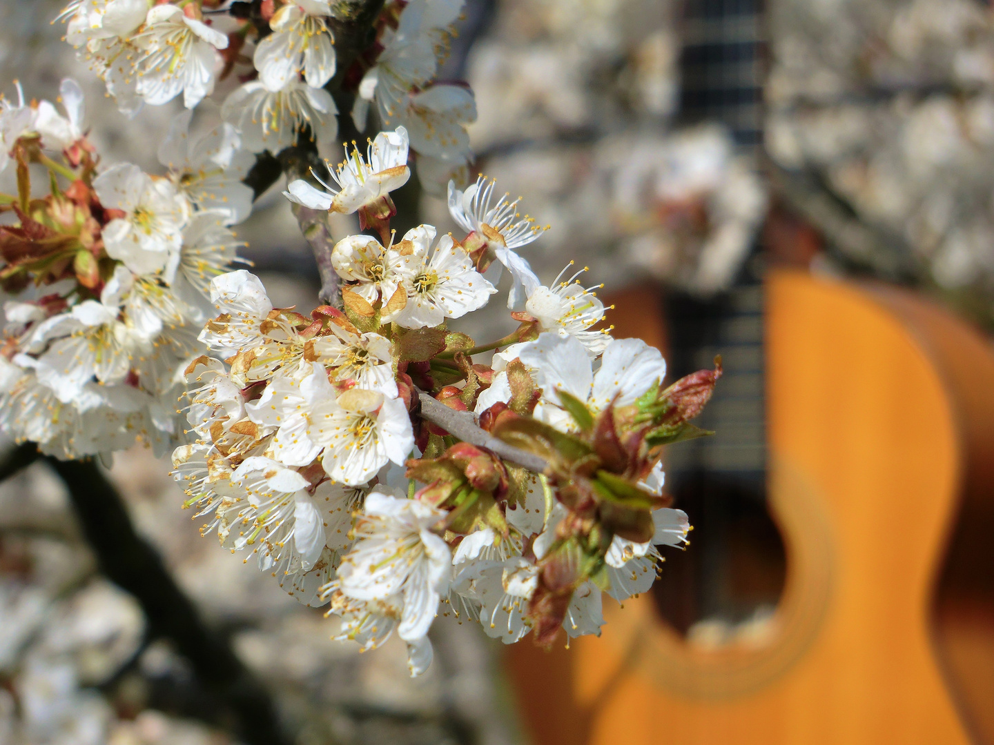 Hinter der Blüte