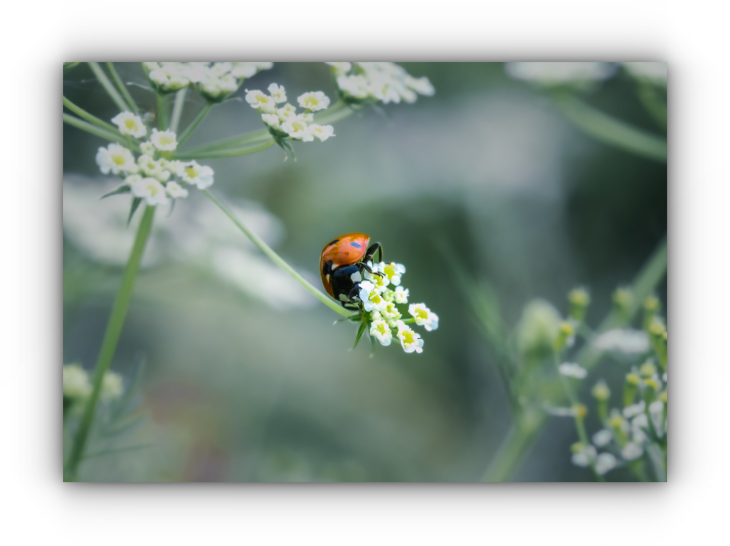 Hinter der Blüte