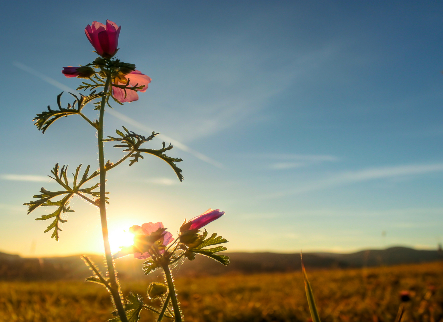 Hinter der Blume...