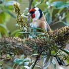 hinter der Buddleja-Rispe hockte dieser scheue Geselle  .....  .....