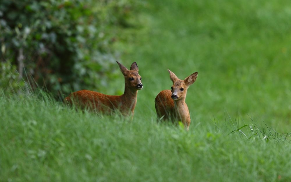 Hinter der Kuppe